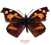 Libythea lepita (Korea)